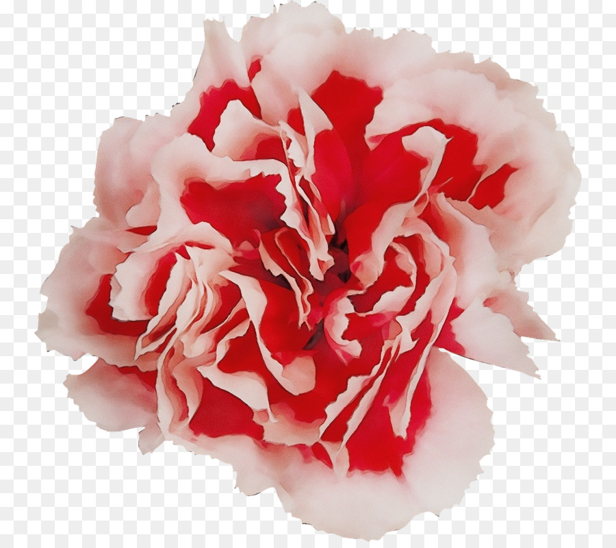 carnation flower petal pink plant