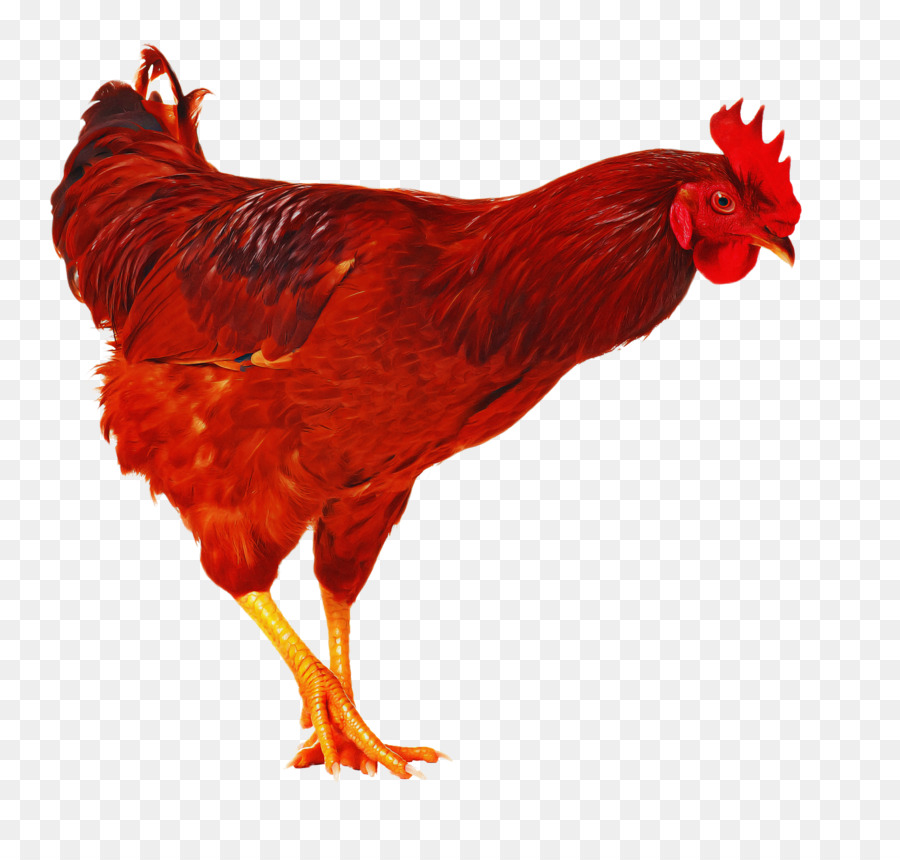 pettine rosso di pollo uccello gallo - 
