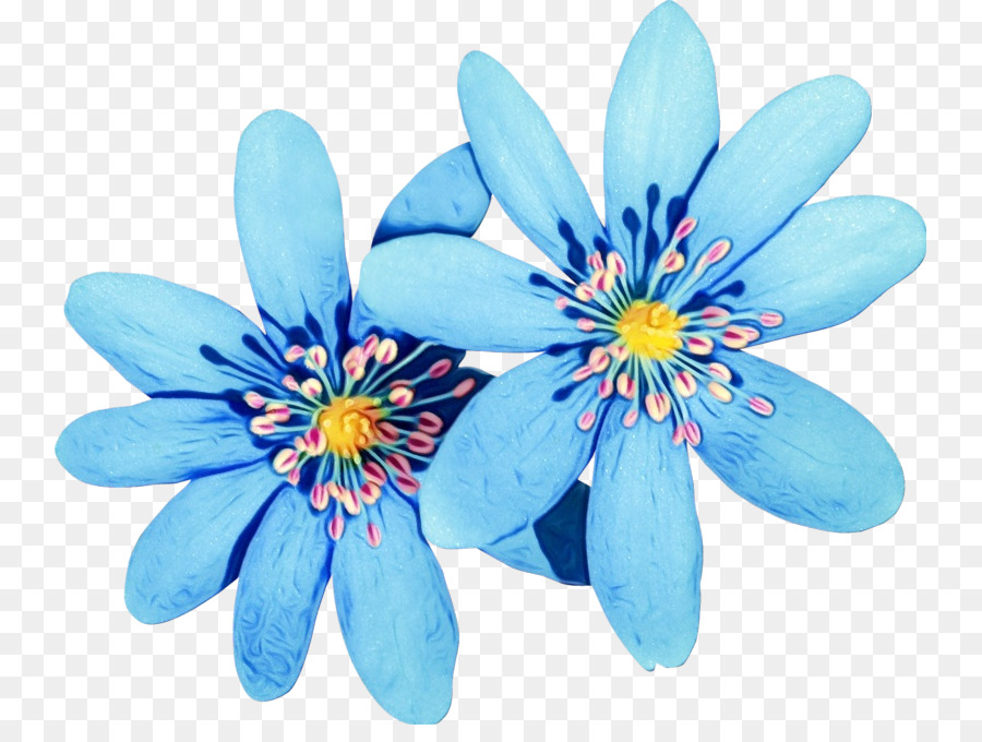 Pianta di fioritura della pianta blu del petalo del fiore - 