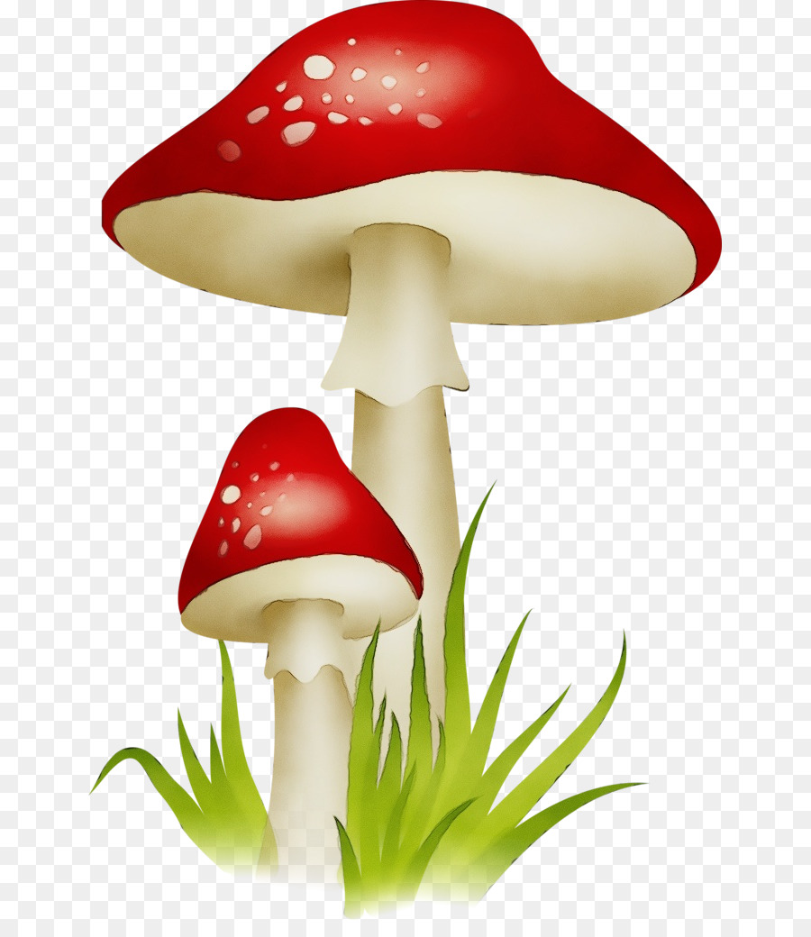 Mushroom Clip Art Agaric agaricomycetes agaricaceae - 