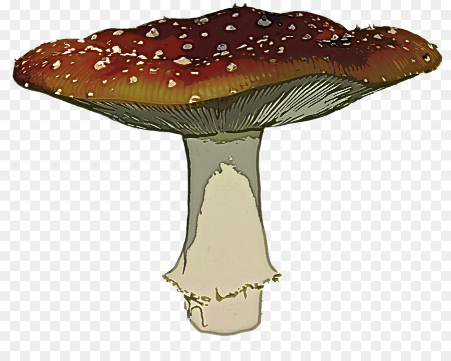 Agaricomiceti del fungo del fungo medicinale del fungo del fungo agarico - 