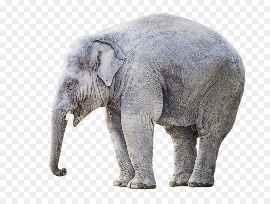elefante indiano - 