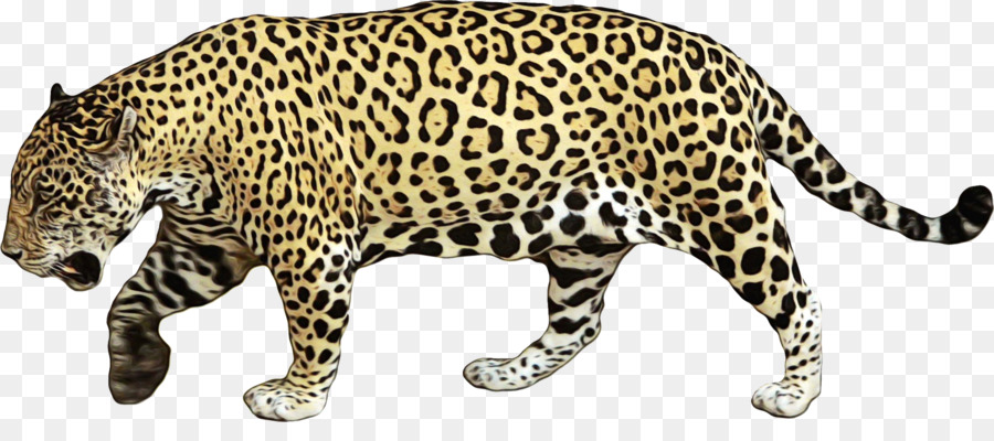 Animale terrestre Jaguar Animale Figura Leopardo africano Leopardo leopardo - 