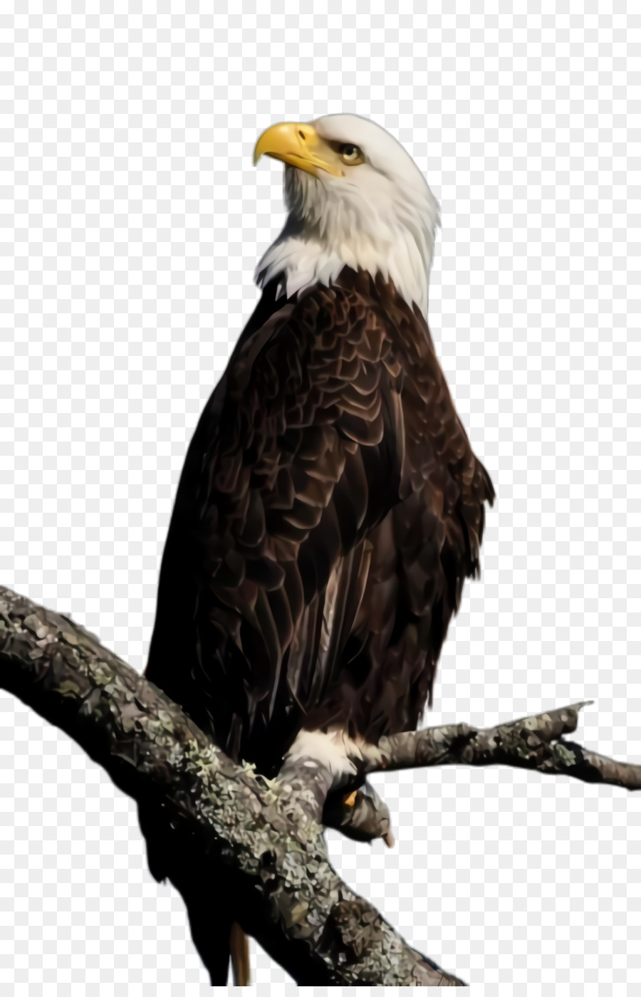bird bald eagle bird of prey eagle beak