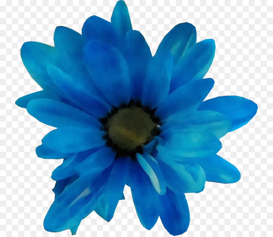 blue petal gerbera flower cobalt blue