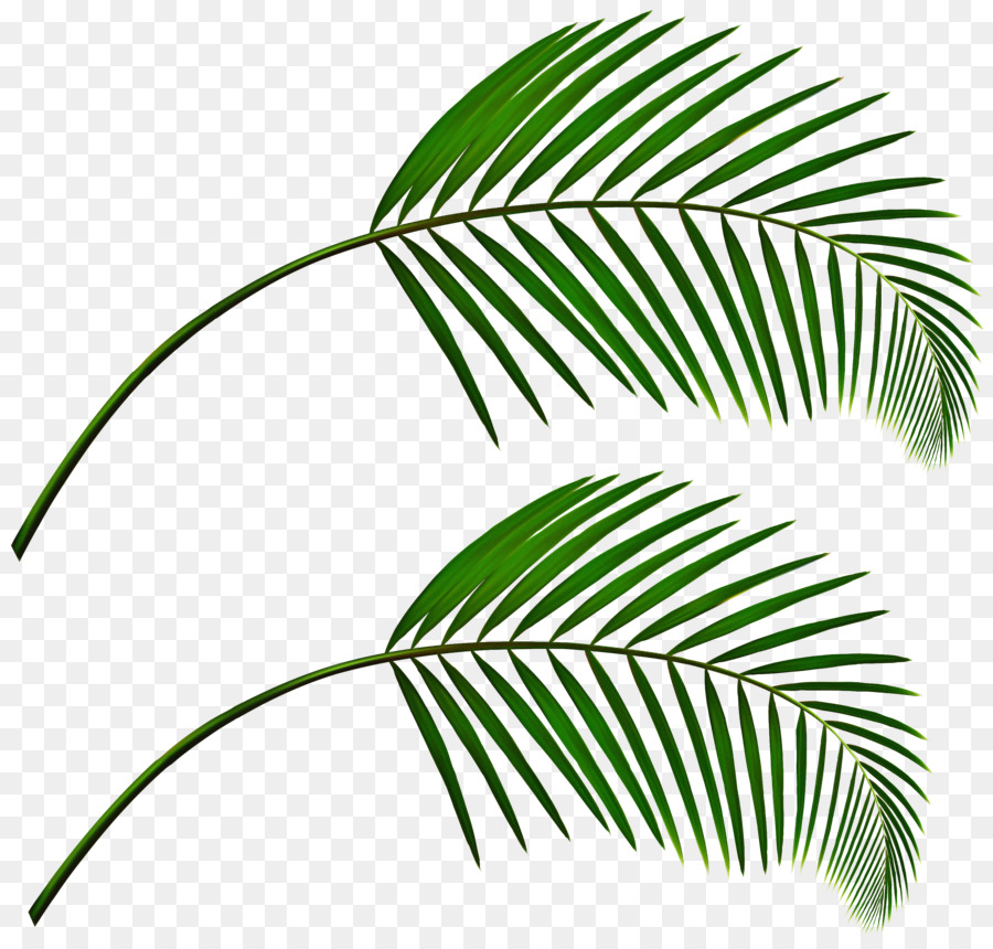Blattpflanze grüne Baumvegetation - 