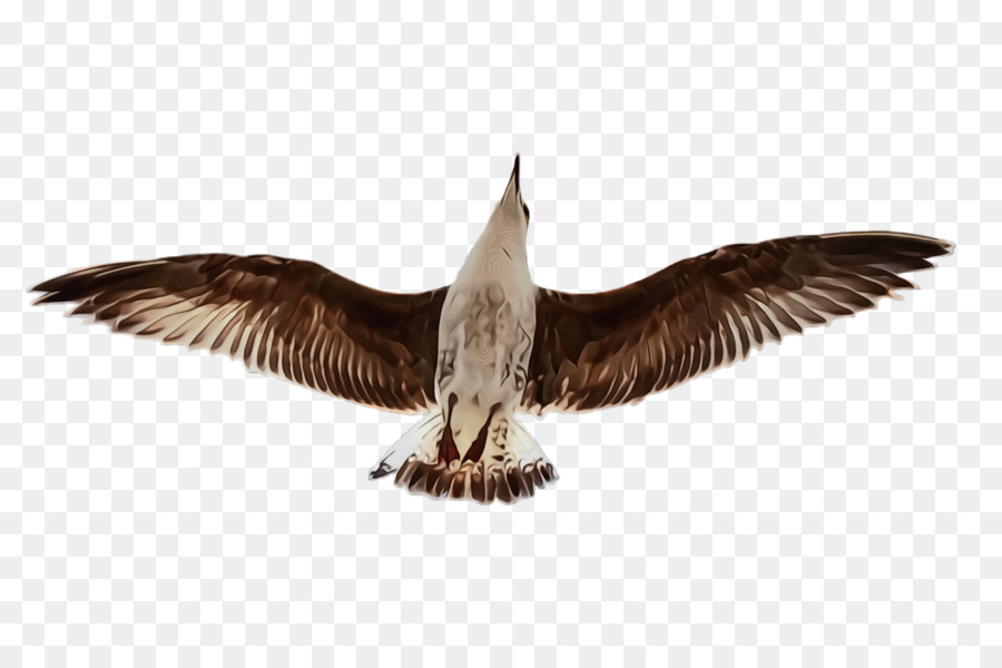 Vogel Flügel Schnabel Seevogel Raubmöwe - 
