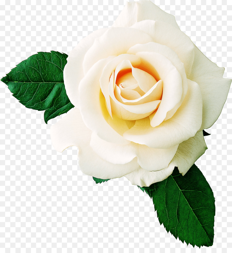 Le rose da giardino - 