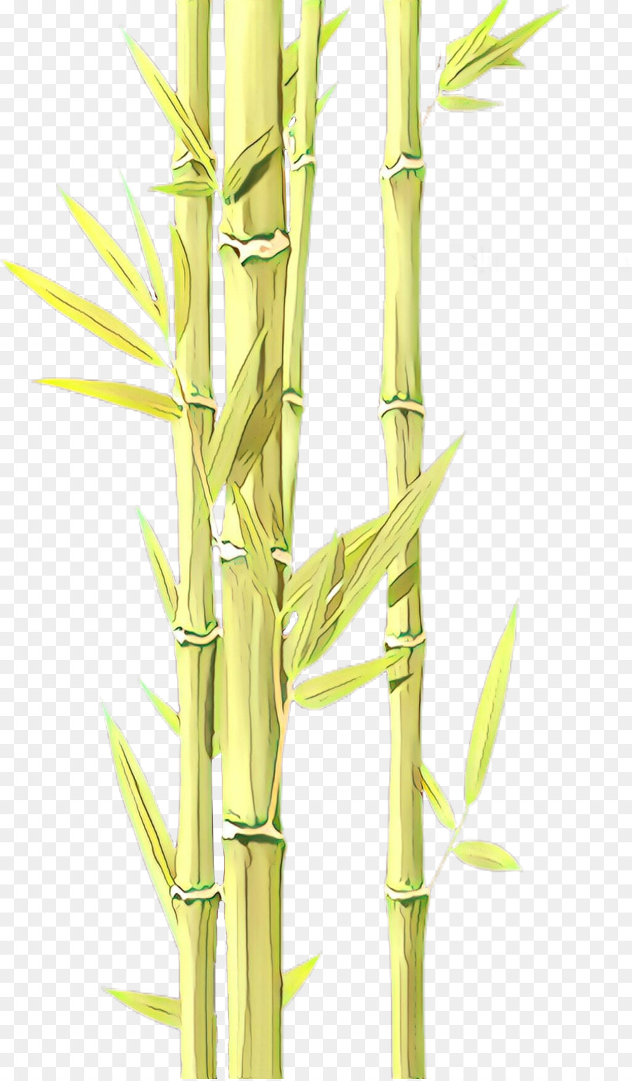 famiglia di erba staminali vegetali pianta di bambù elymus repens - 