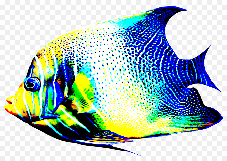 Fisch pomacanthidae Fisch holacanthus Meeresbiologie - 