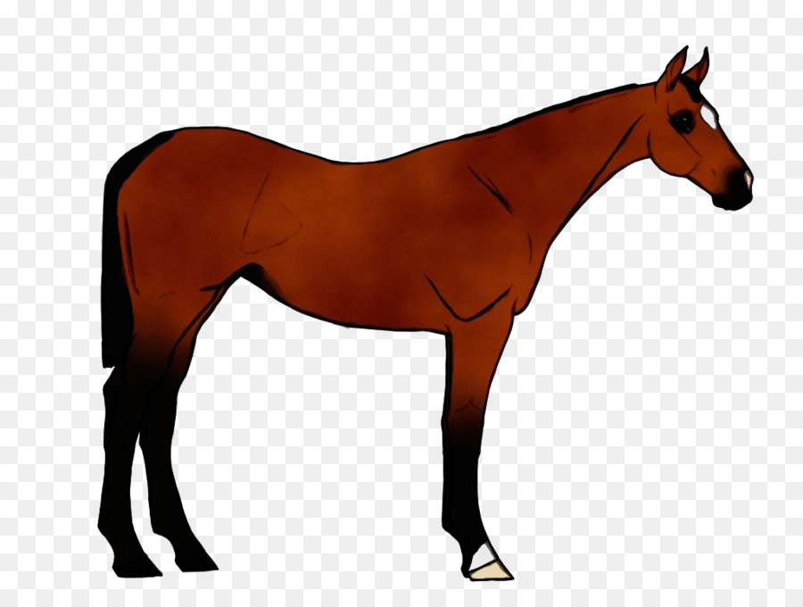 cavallo acetosa figura animale criniera - 