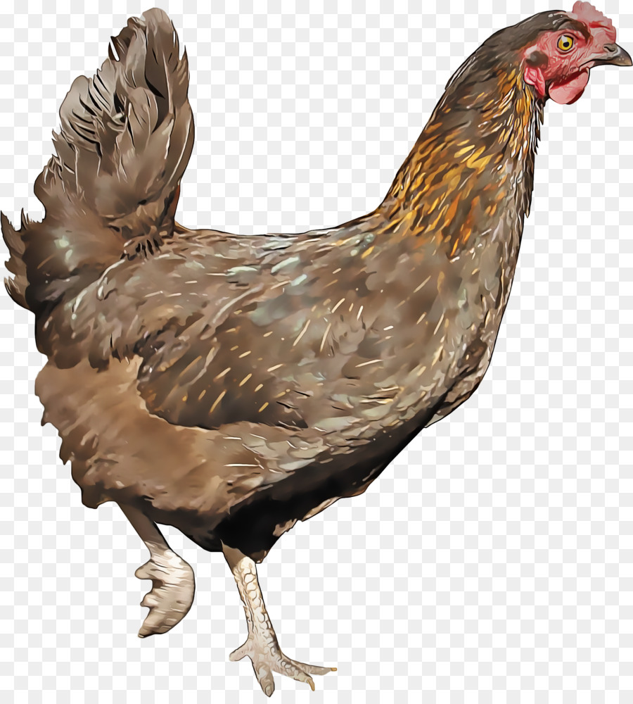 uccello pollo gallo becco pollame - 