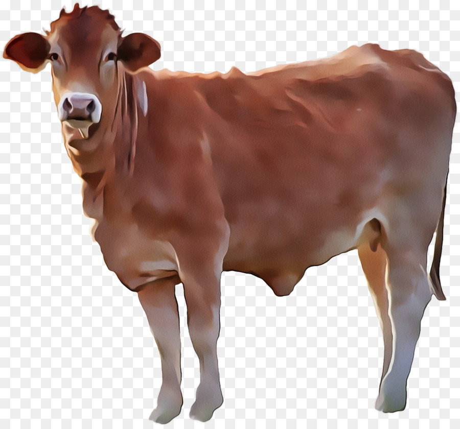 chăn nuôi bò sữa bò nâu - 