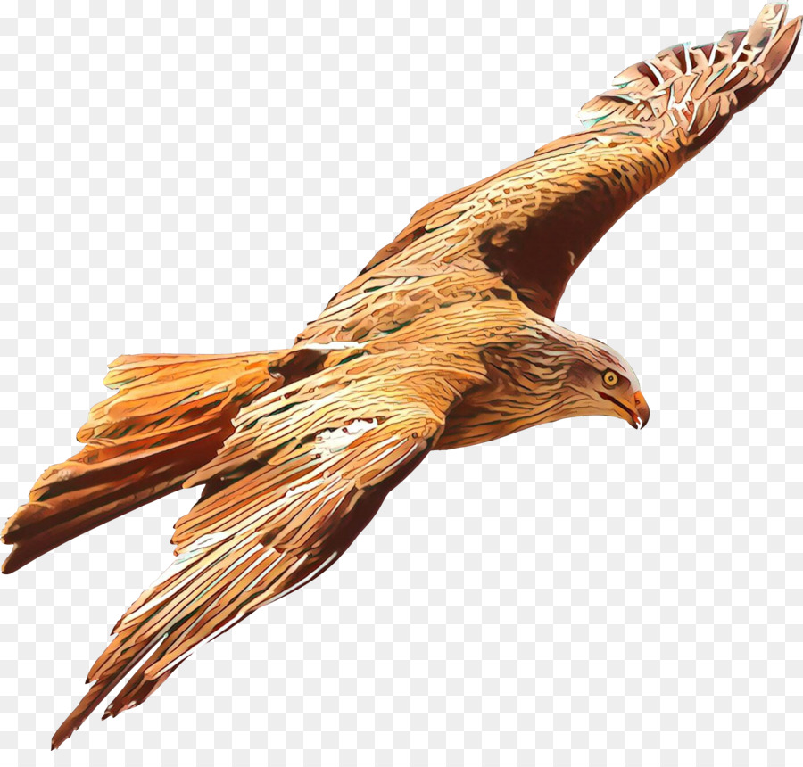 goldener Adler Vogel Adler Greifvogel Drachen - 