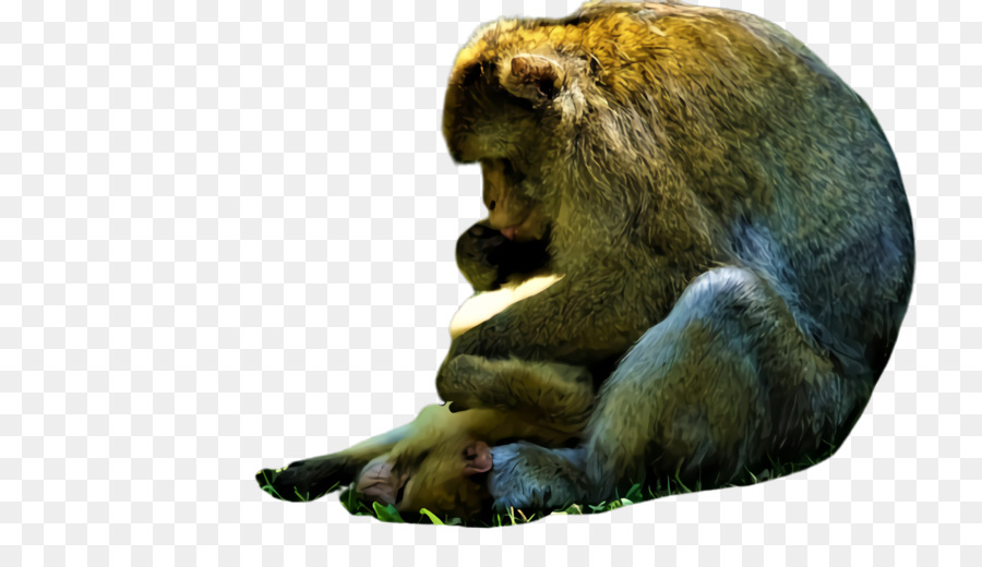 Affe der neuen Welt terrestrische Tierwild lebende tiere des Affe-Makaken der alten Welt - 