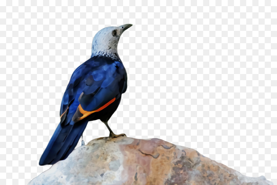 Bird Beak Perching Bird Starling - 