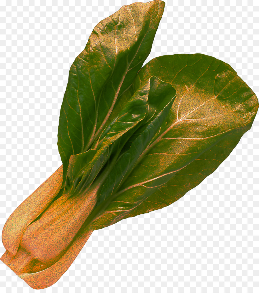 leaf choy sum leaf vegetable plant flower