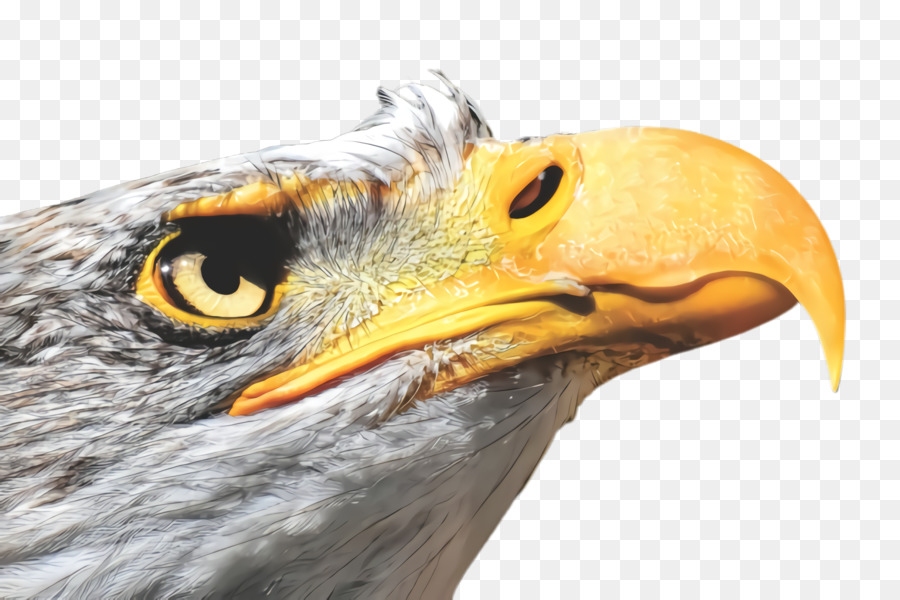 Bird Beak Eagle Bird of Prey Golden Eagle - 