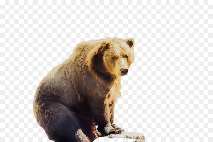 Bärenbraun Bär Grizzly Bär terrestrische Tierwildtiere - 