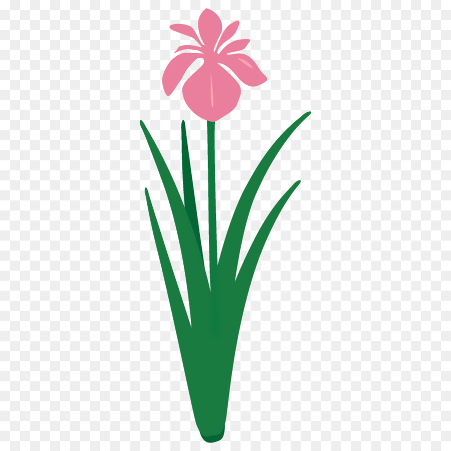 Grüne Blumenpflanze blühender Pflanze pink - 