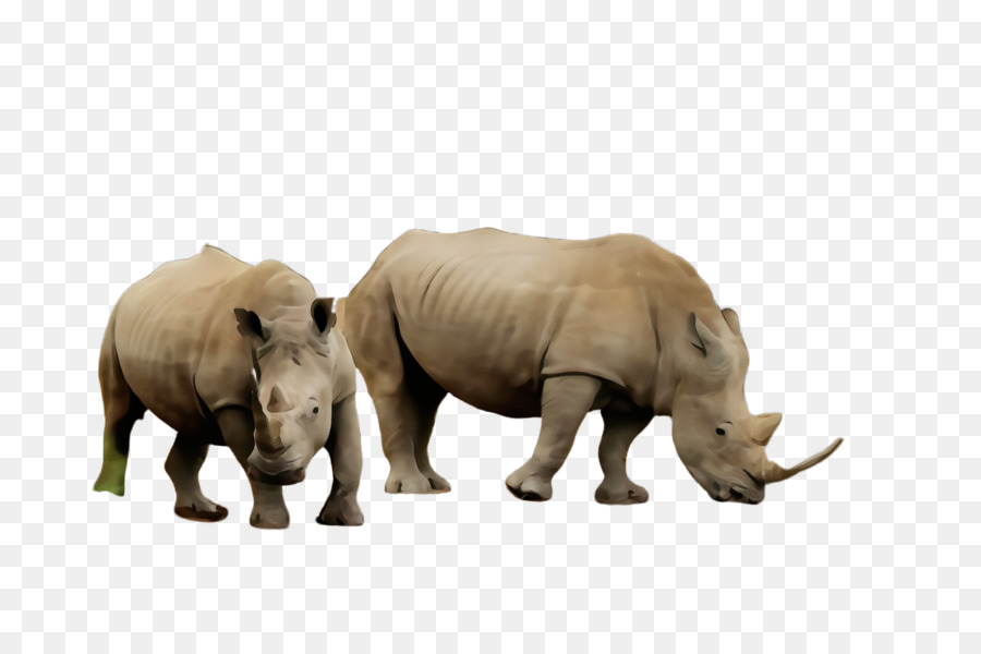 rhinoceros terrestrial animal white rhinoceros black rhinoceros animal figure