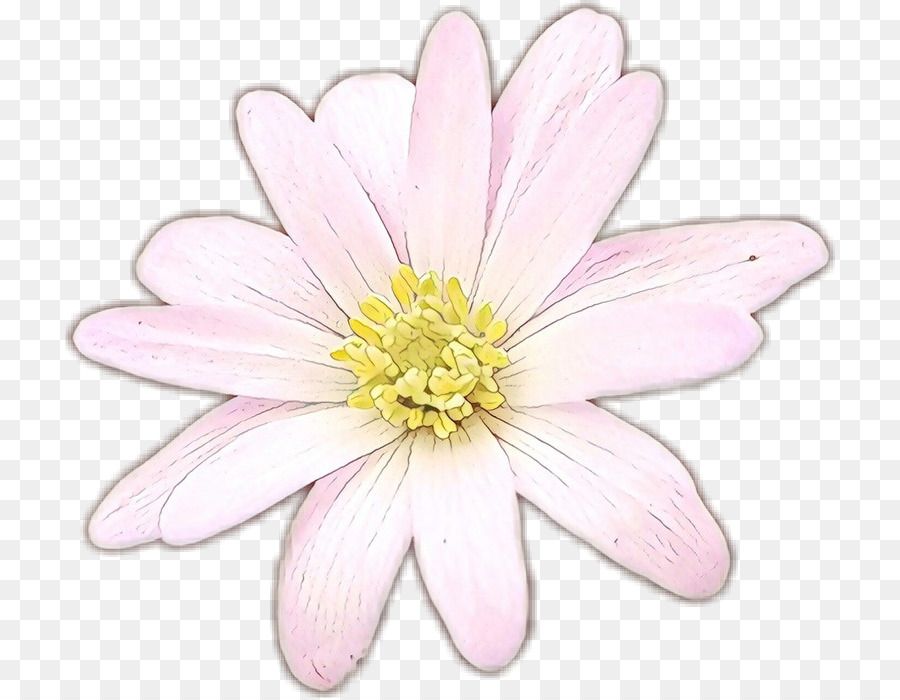 Blume blühende Pflanze Blütenblatt rosa Pflanze - 