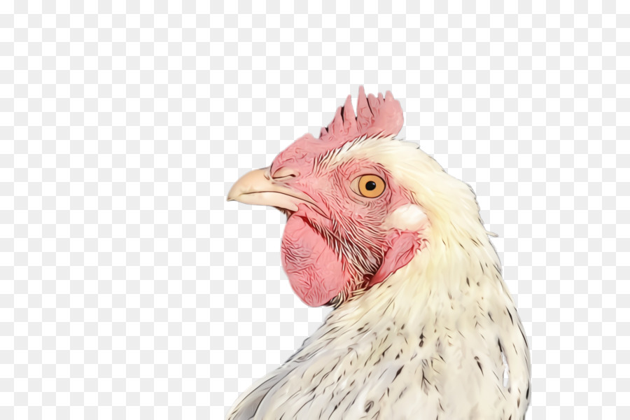 pollo uccello gallo pettine becco - 
