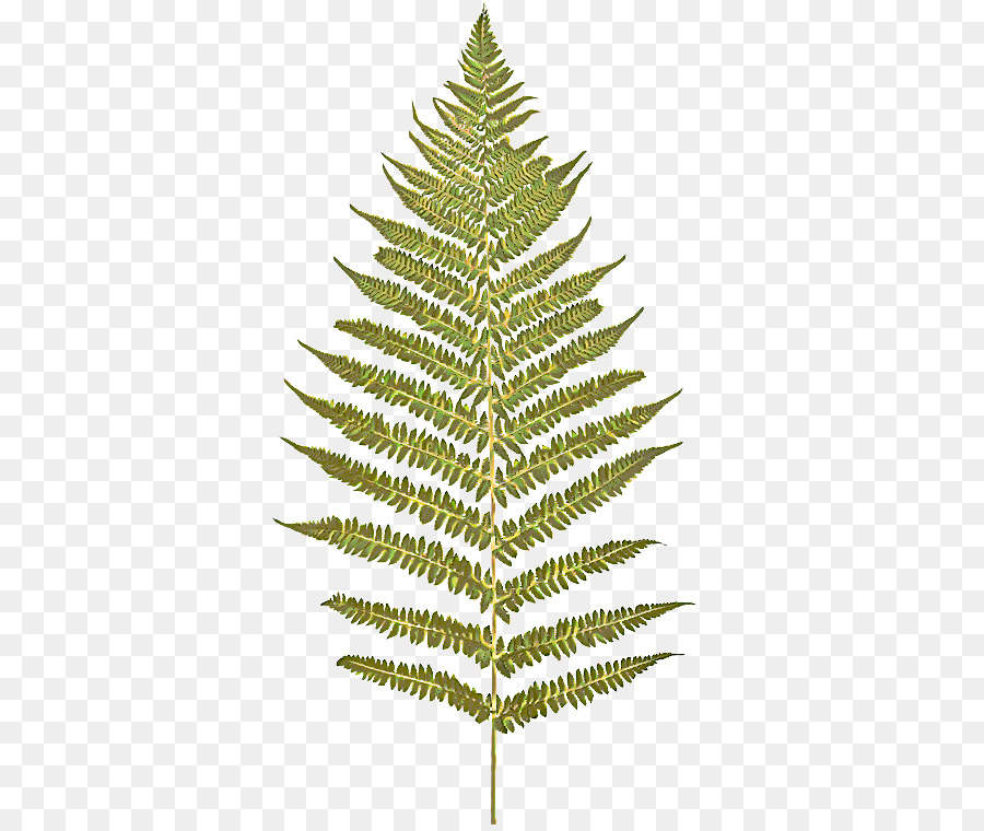 Abete giallo Browleaf Black Black Bianco Pino Pine Tree Oregon Pine - 