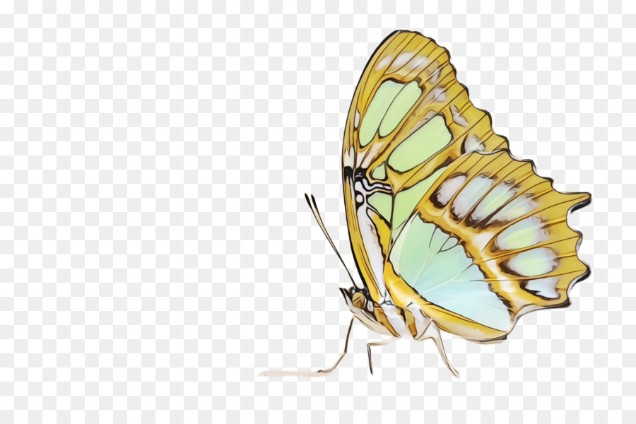 Schmetterlingsinsektenmotten und Schmetterlingsbestäuberflügel - 
