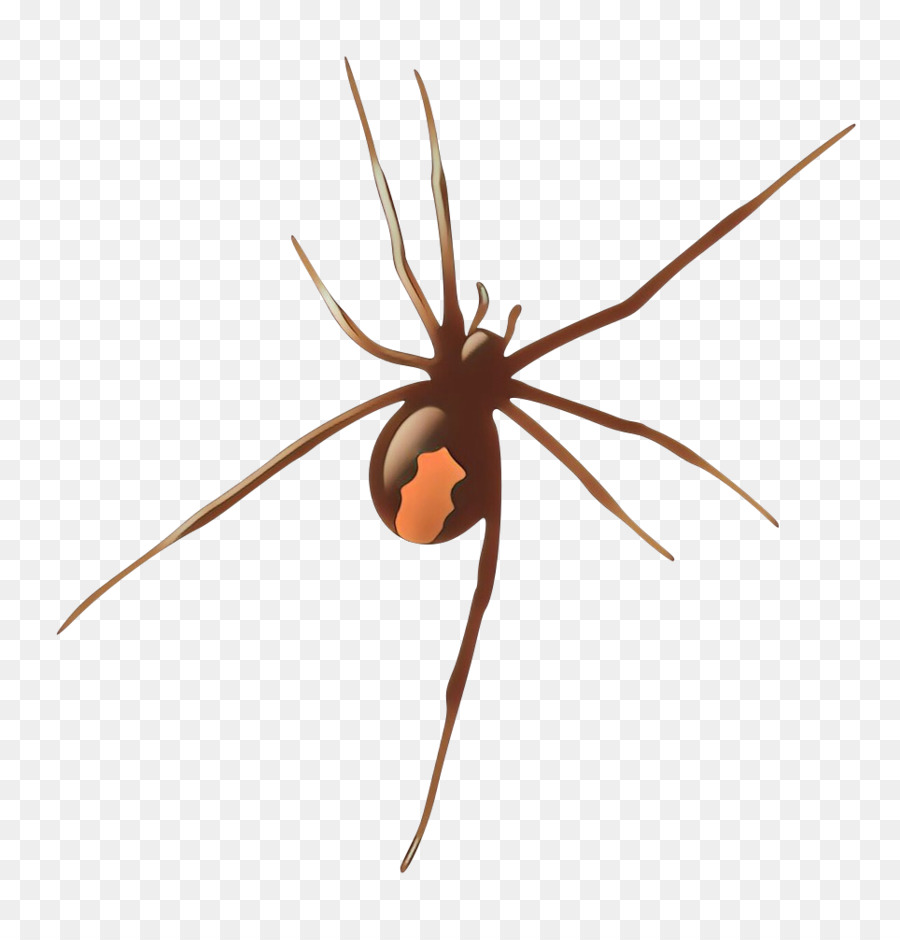 Spider Arachnid Widow Spider Tangle-Web Spider OREAVER SPIDER - 