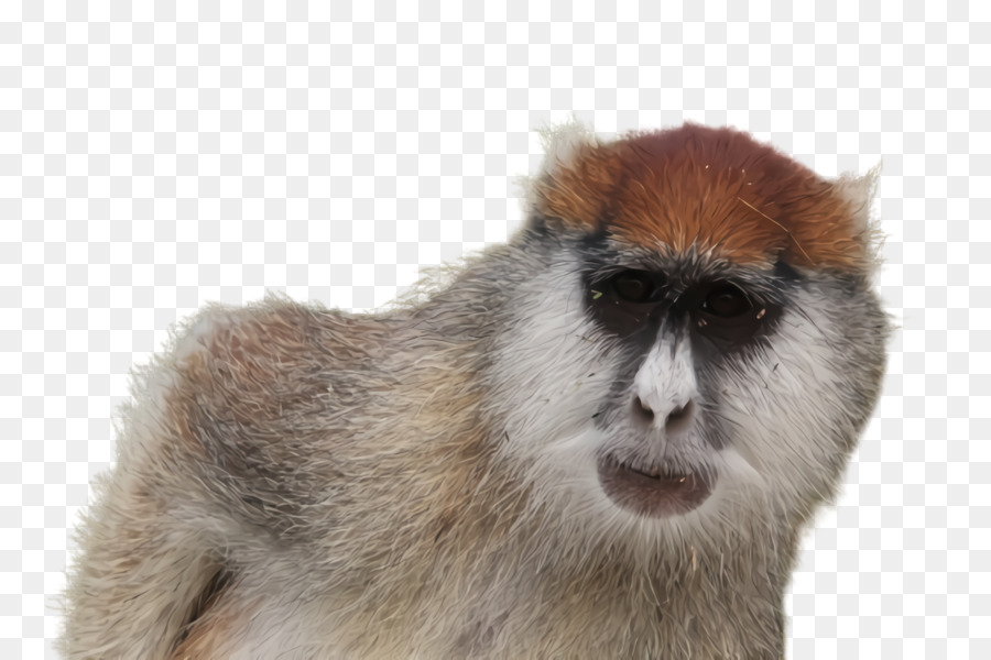 Vecchio mondo Monkey Patas - 