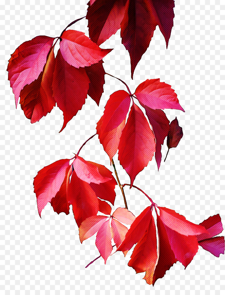 leaf red tree flower plant