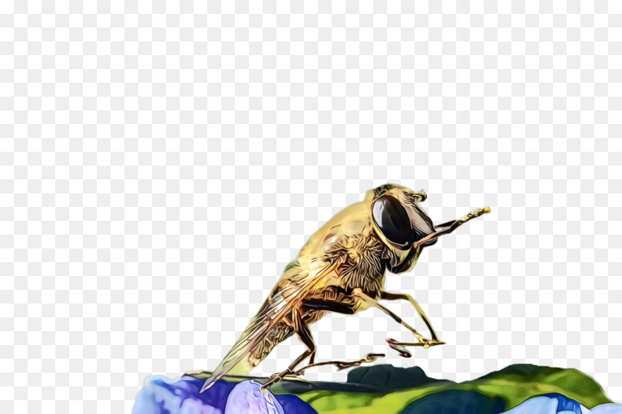 côn trùng dịch hại ruồi nhà châu chấu - 