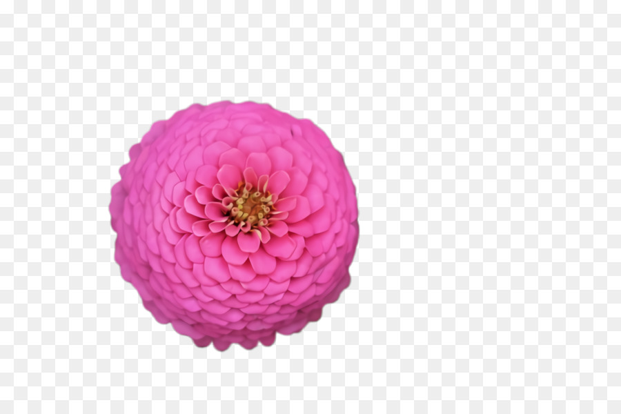fiore rosa Zinnia pianta petalo - 