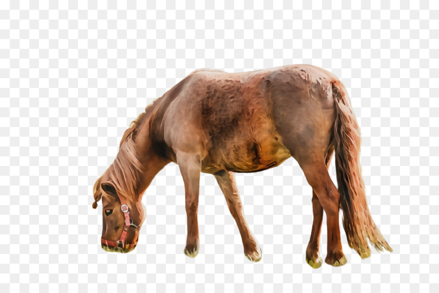 Hình động vật ngựa mare nâu - 