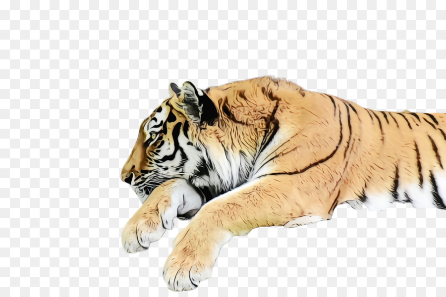 tigre fauna selvatica tigre del Bengala tigre siberiana animale terrestre - 