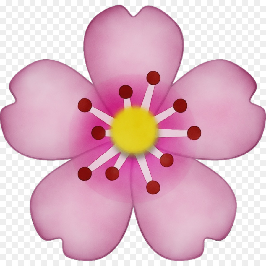 petal pink flower violet plant
