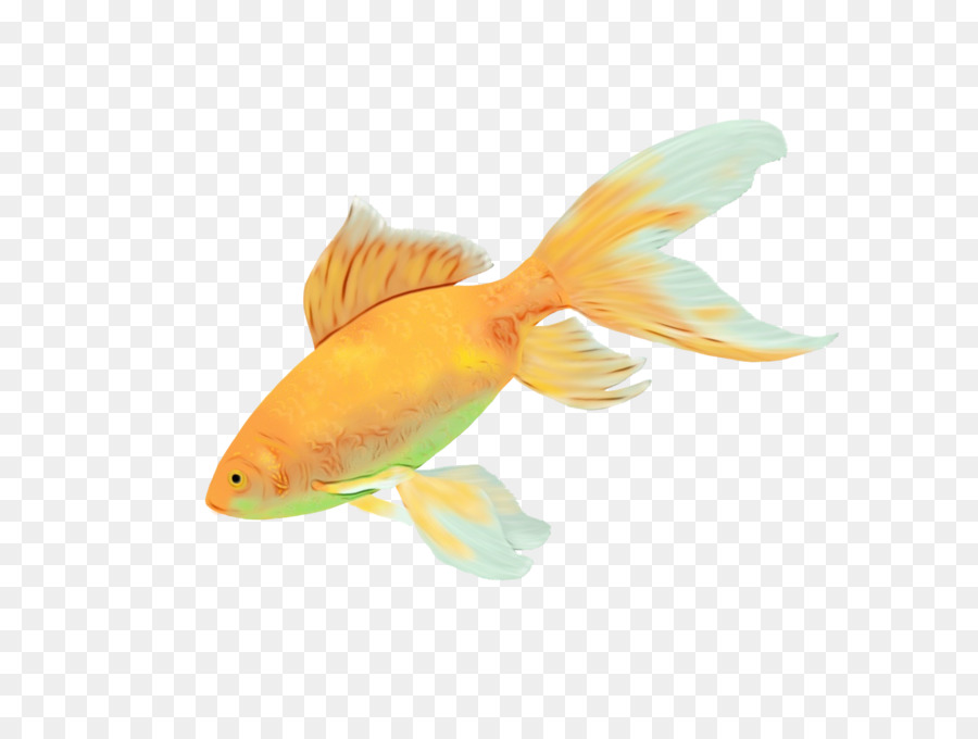 Fisch Fischflosse Goldfisch Feeder Fisch - 