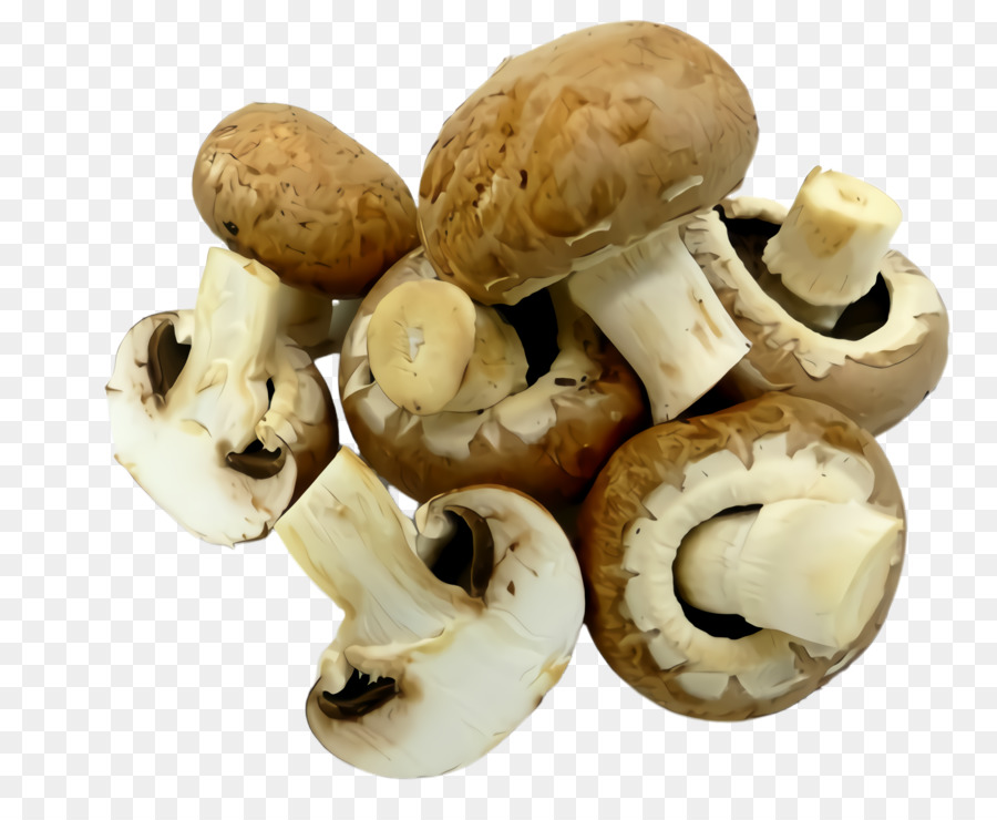 matsutake di funghi champignon agaricus agaricaceae funghi - 