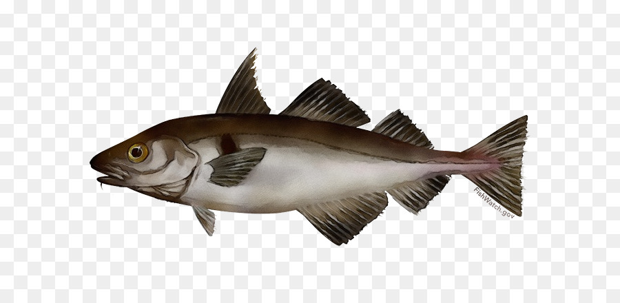 fish fish fin bony-fish bass