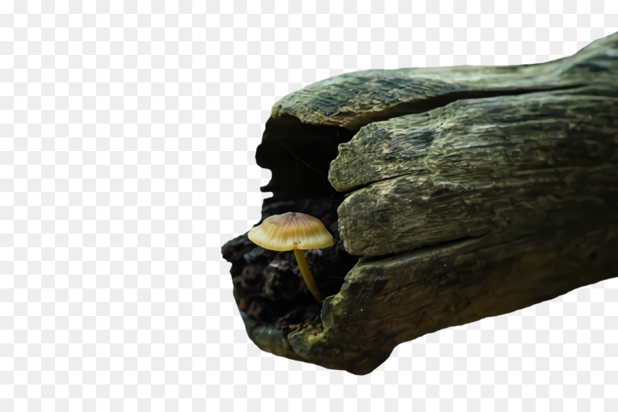 albero di geologia del substrato roccioso di legno di roccia - 