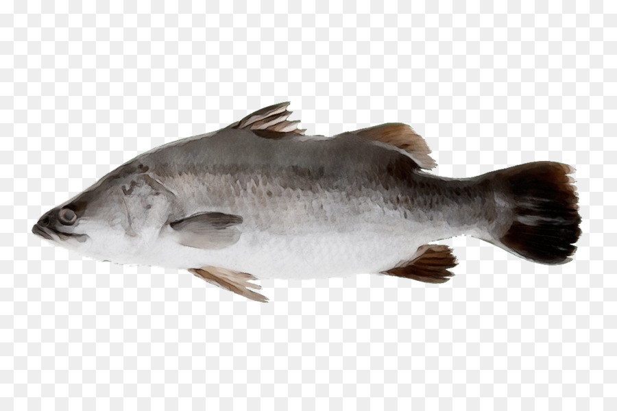 fish fish bass