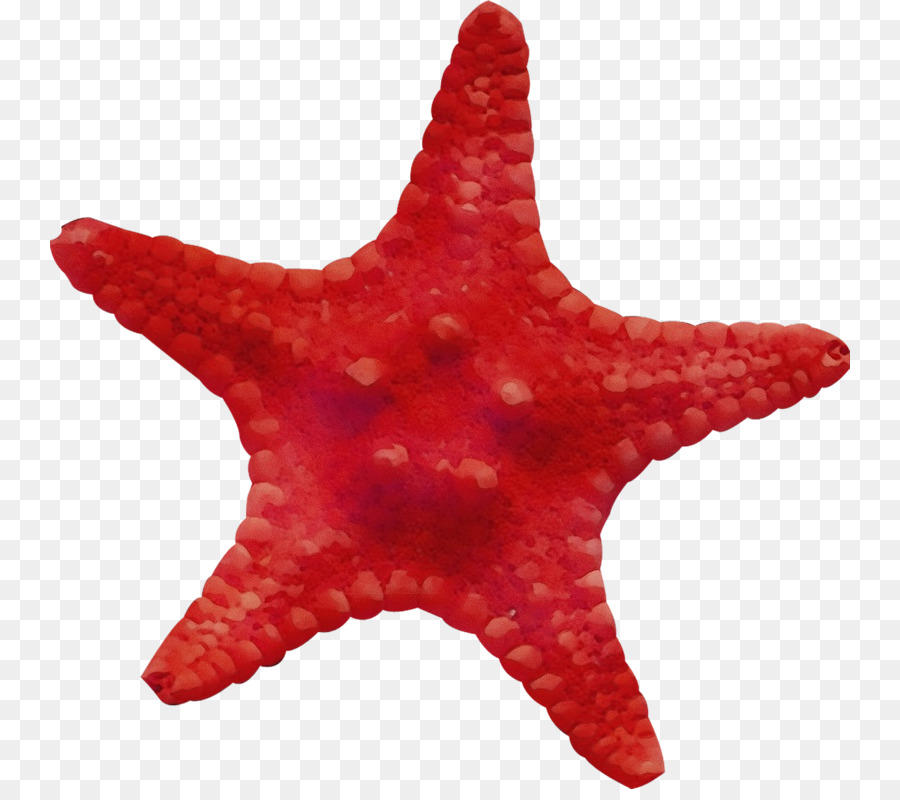 starfish red marine invertebrates star