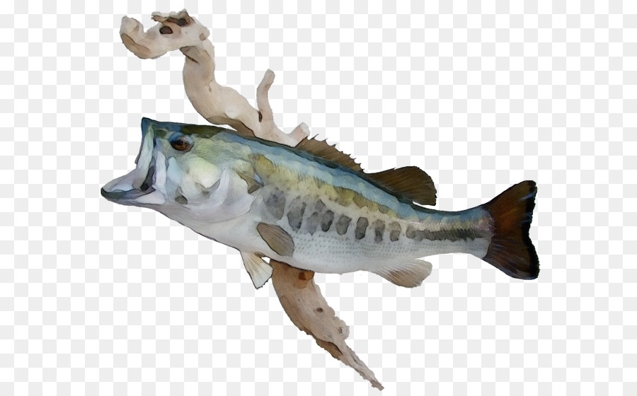 Fisch Fisch Figur Bass nördlichen Forellenbarsch - 