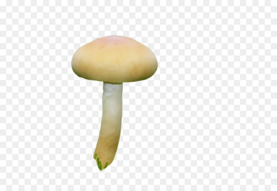 mushroom agaricomycetes agaricaceae agaricus edible mushroom