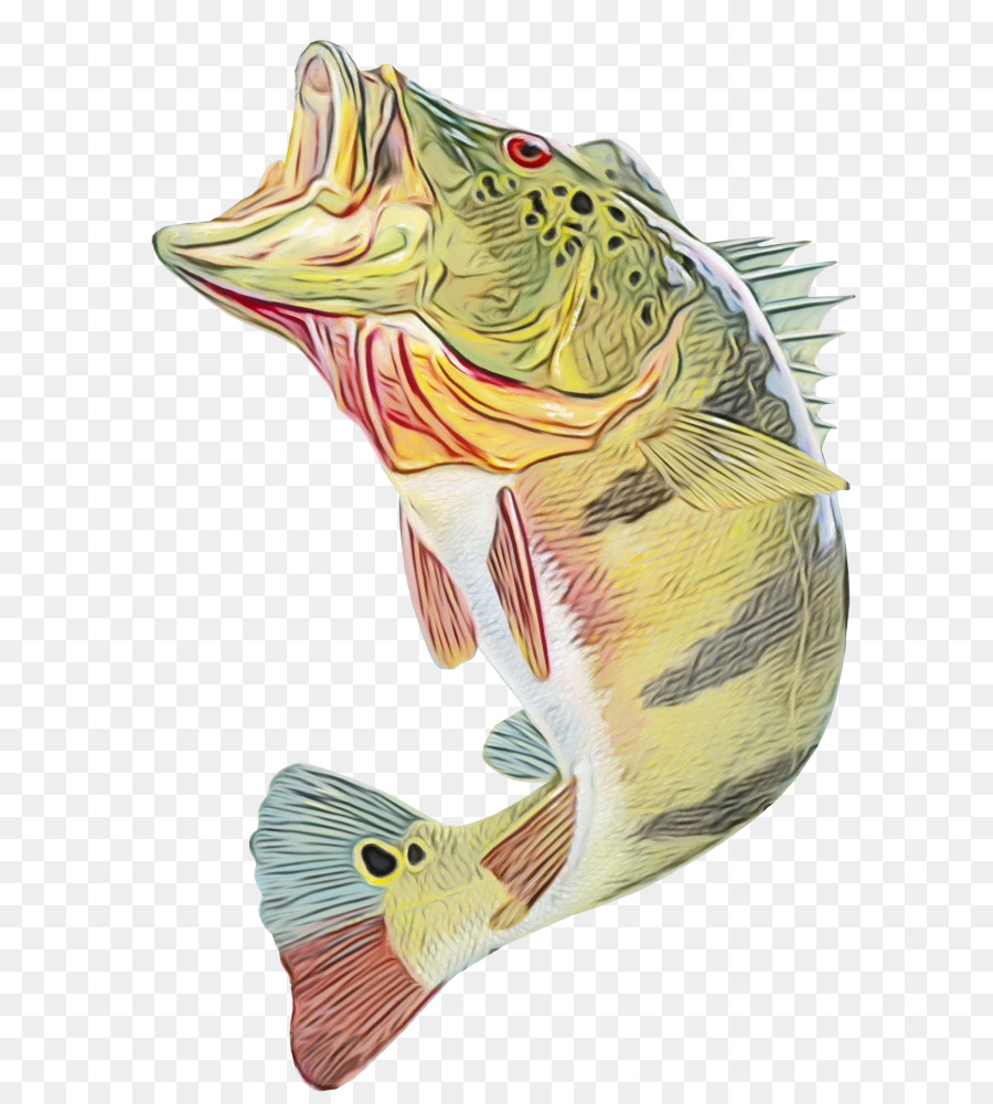 fish bass fish cichla northern largemouth bass