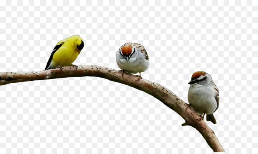 bird beak branch songbird parrot