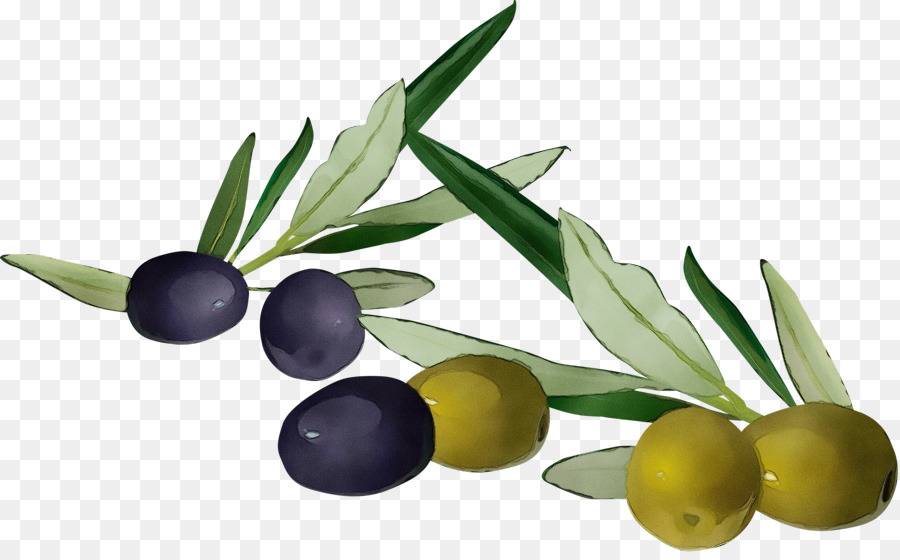 Olivenöl - 