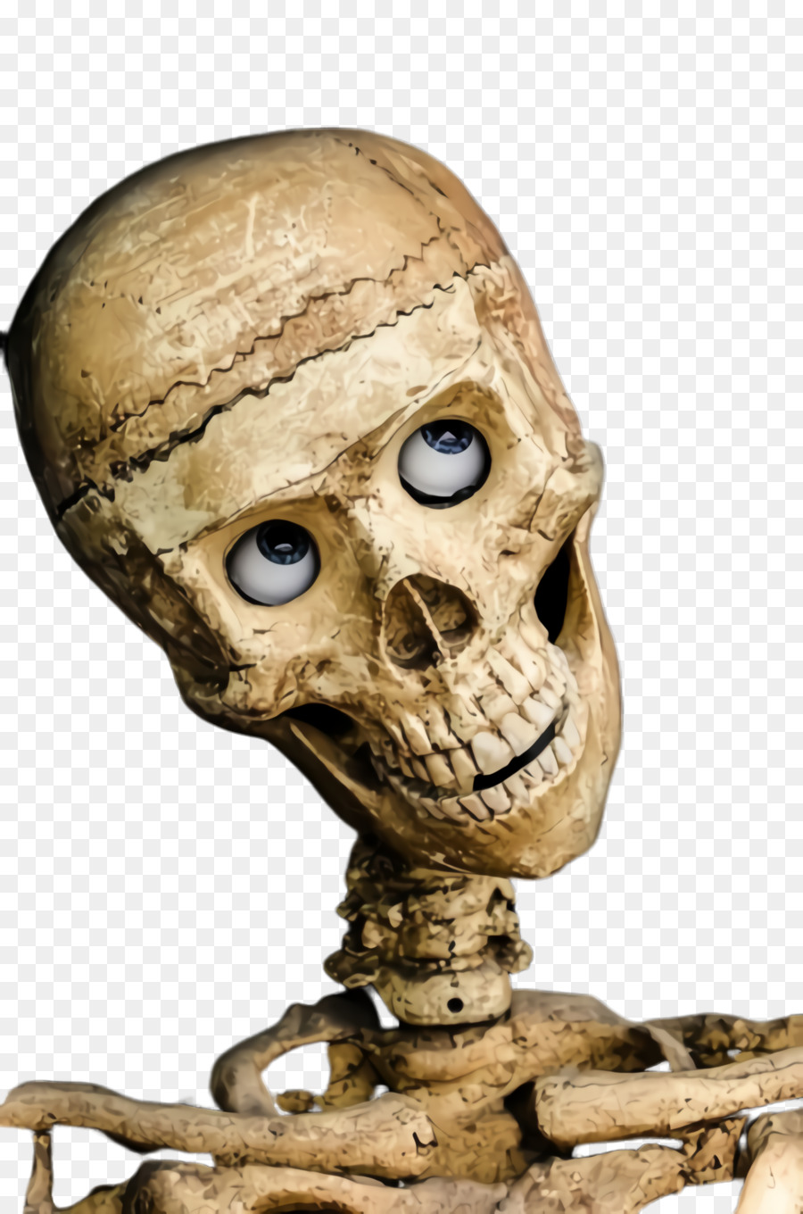 antropologia dello scheletro della testa dell'osso del cranio - 
