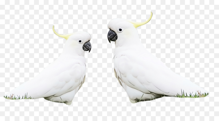 Vogelkakadupapagei weißer Gelbhaubenkakadu - 